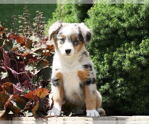 Australian Shepherd-Unknown Mix Puppy for sale in FREDERICKSBG, OH, USA