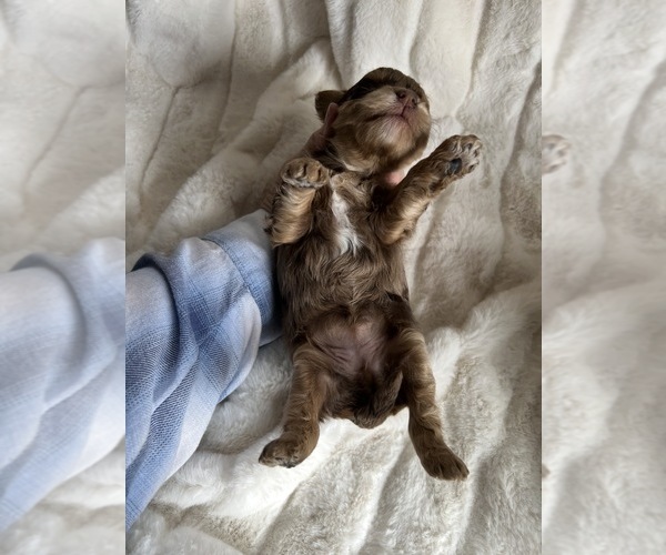 Medium Photo #6 Goldendoodle mix (+ Poodle Miniature) Puppy For Sale in NILES, MI, USA