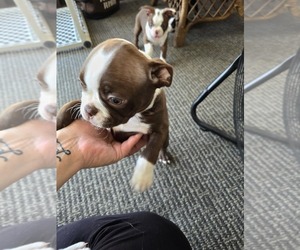 Boston Terrier Puppy for sale in SOUTH POINT, OH, USA