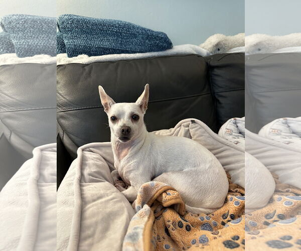 Medium Photo #2 Chihuahua-Unknown Mix Puppy For Sale in Aurora, CO, USA