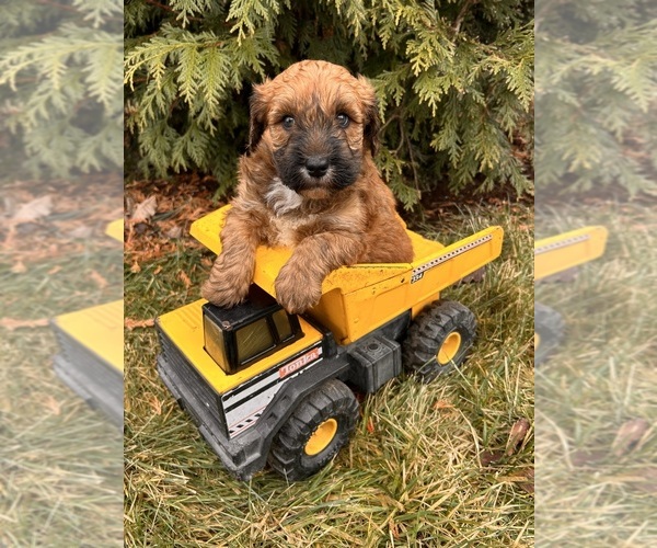 Medium Photo #2 Whoodle (Miniature) Puppy For Sale in MIDDLEBURY, IN, USA