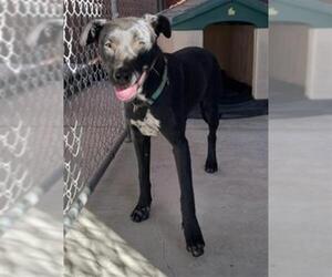 Australian Shepherd-Unknown Mix Dogs for adoption in Redlands, CA, USA