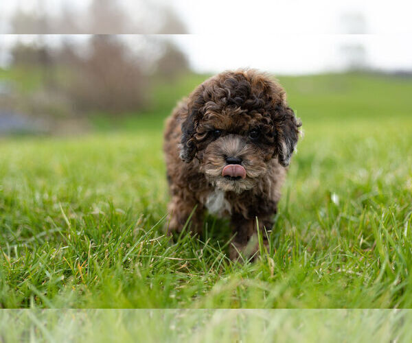 Medium Photo #8 ShihPoo Puppy For Sale in WARSAW, IN, USA