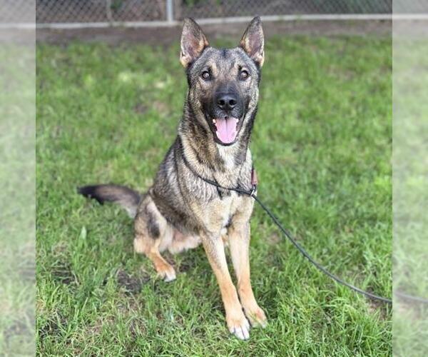 Medium Photo #1 Gerberian Shepsky Puppy For Sale in Modesto, CA, USA