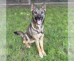 Small Gerberian Shepsky