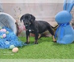 Small #1 Catahoula Leopard Dog