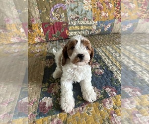 Cavapoo Puppy for sale in JASPER, IN, USA