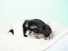 Small Photo #2 Shih Tzu Puppy For Sale in LA MIRADA, CA, USA