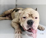 Small American Pit Bull Terrier Mix