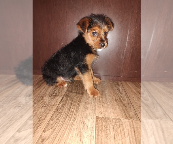 Medium Photo #9 Yorkshire Terrier Puppy For Sale in LAPEER, MI, USA