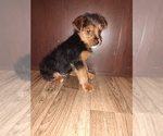 Small #8 Yorkshire Terrier