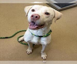 American Pit Bull Terrier-Labrador Retriever Mix Dogs for adoption in Derwood, MD, USA
