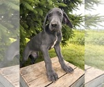 Image preview for Ad Listing. Nickname: Paxton