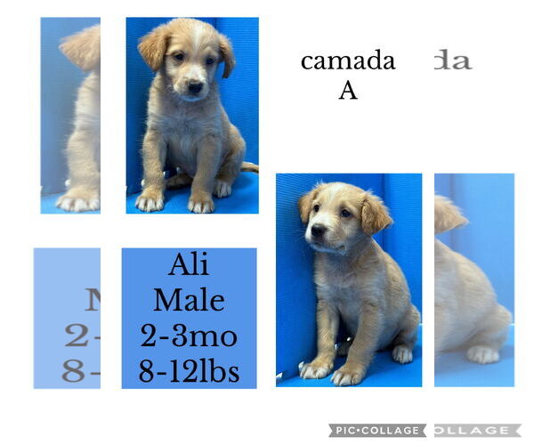 Medium Photo #1 Australian Retriever Puppy For Sale in Virginia Beach, VA, USA