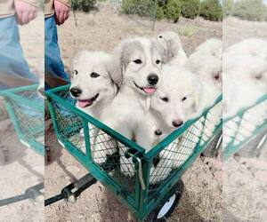 Great Pyrenees Litter for sale in CHINO VALLEY, AZ, USA