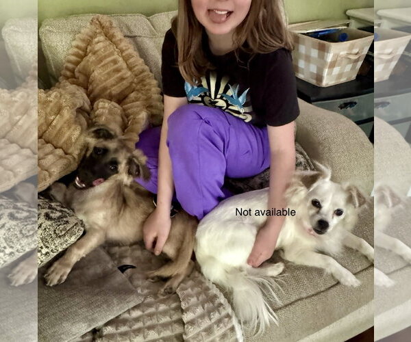 Medium Photo #8 Dachshund-Unknown Mix Puppy For Sale in Virginia Beach, VA, USA