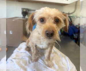 Maltese-Unknown Mix Dogs for adoption in San Bernardino, CA, USA