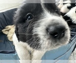 Small Photo #12 Newfoundland Puppy For Sale in HERTFORD, NC, USA