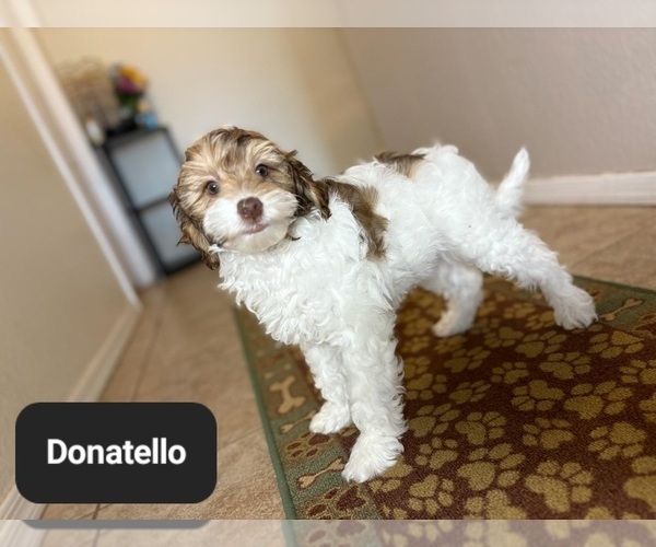 Medium Photo #3 Poovanese Puppy For Sale in TUCSON, AZ, USA