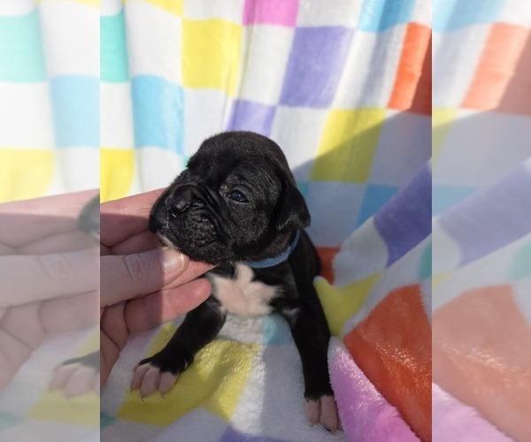 Medium Photo #10 Boxer Puppy For Sale in OPELIKA, AL, USA