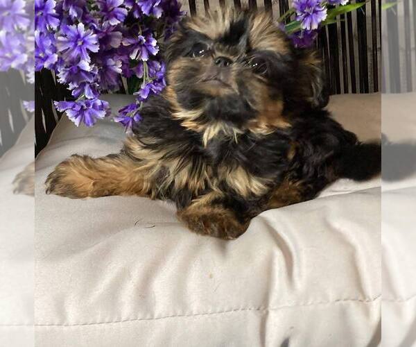 Medium Photo #1 Shih Tzu Puppy For Sale in ELGIN, SC, USA