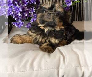 Shih Tzu Puppy for sale in ELGIN, SC, USA