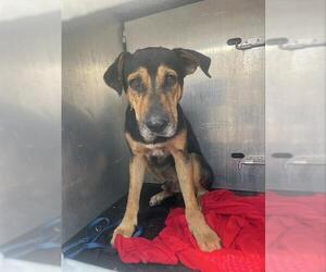 Rottweiler-Unknown Mix Dogs for adoption in San Antonio, TX, USA