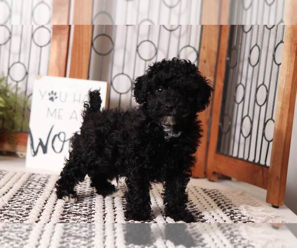 Medium Photo #1 Poodle (Toy) Puppy For Sale in NAPLES, FL, USA