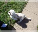 Small Photo #1 Shih Tzu Puppy For Sale in S ZANESVILLE, OH, USA