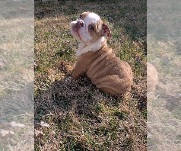 Medium Photo #2 English Bulldog Puppy For Sale in WHITELAND, IN, USA