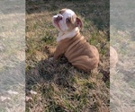 Small #1 English Bulldog