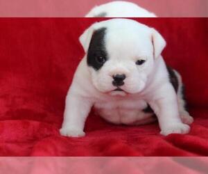 English Bulldog Puppy for sale in ITASCA, TX, USA