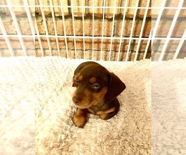 Medium Photo #43 Dachshund Puppy For Sale in LUBBOCK, TX, USA