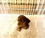 Small #42 Dachshund