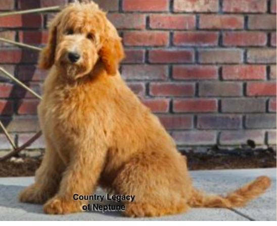 Medium Photo #1 Australian Labradoodle Puppy For Sale in WACO, TX, USA