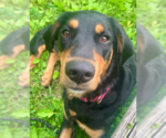 Small #1 English Springer Spaniel-Rottweiler Mix