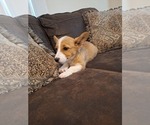 Small Photo #68 Pembroke Welsh Corgi Puppy For Sale in SHILOH, OH, USA