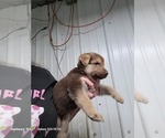 Small #1 German Shepherd Dog