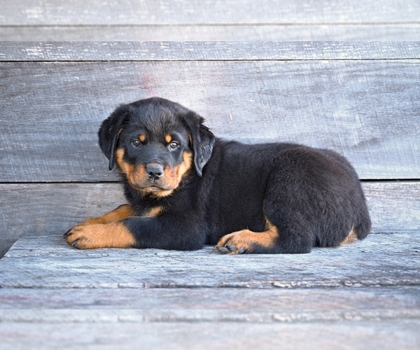 Medium Photo #4 Rottweiler Puppy For Sale in MILLERSBURG, OH, USA