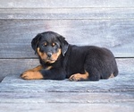 Small #3 Rottweiler