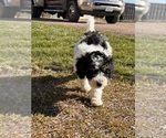 Small Photo #7 Miniature Bernedoodle Puppy For Sale in LONGMONT, CO, USA