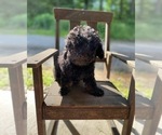 Small Photo #2 Cockapoo Puppy For Sale in DUNDEE, OH, USA