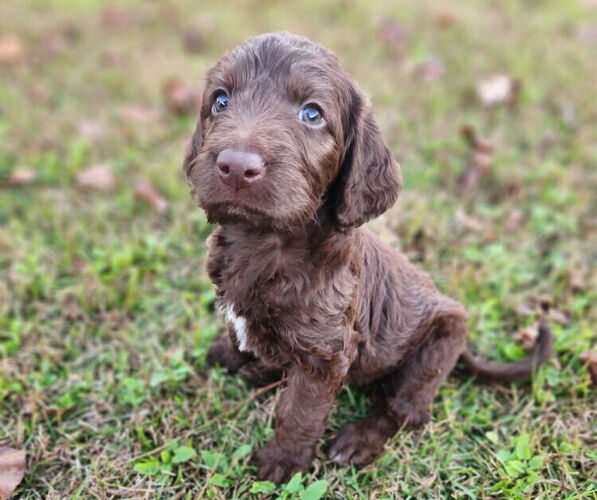 Medium Photo #3 German Shorthaired Pointer-Goldendoodle Mix Puppy For Sale in WILLACOOCHEE, GA, USA