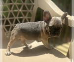 Small Photo #2 French Bulldog Puppy For Sale in UNION CITY, GA, USA