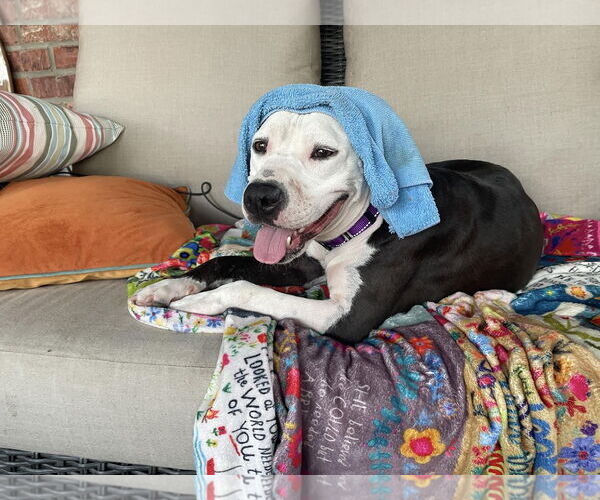 Medium Photo #6 Mutt Puppy For Sale in Shreveport, LA, USA