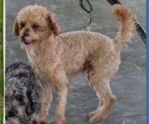Father of the Poovanese puppies born on 04/15/2025