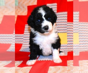 Sheepadoodle Puppy for sale in ASPERMONT, TX, USA