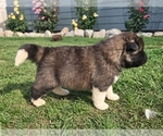 Puppy Henry Akita