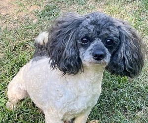 Father of the Cavapoo (Miniature) puppies born on 08/06/2026