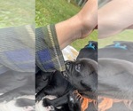 Small #2 American Pit Bull Terrier-Golden Retriever Mix